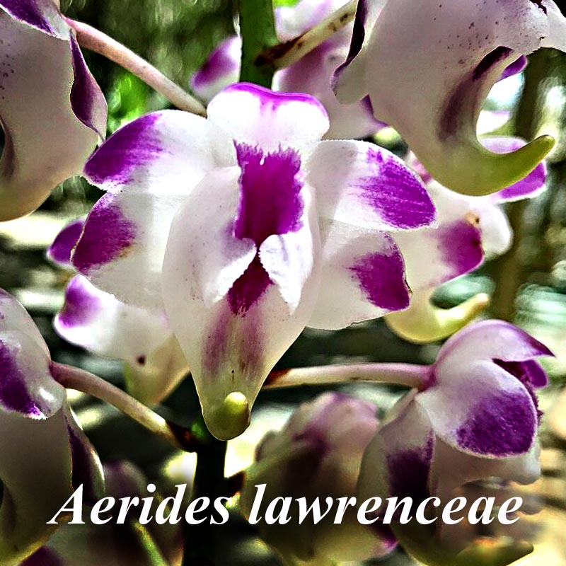 Aerides lawrenceae